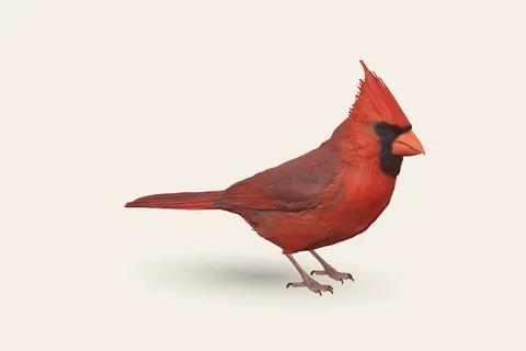 3D model of Northern Cardinal