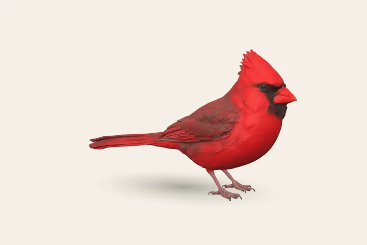 3D model of a male Northern Cardinal, 8.5–9 in (21–23 cm) long