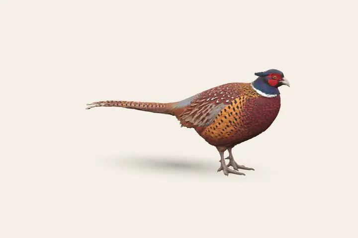3D model of a male Common Pheasant, 60–89 cm (23.5–35 in) long