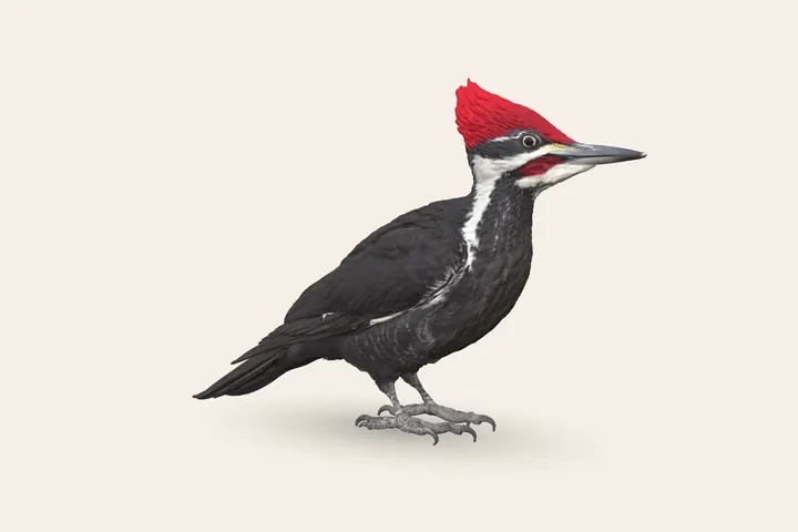 3D model of a Pileated Woodpecker (Adult male), 15.5–19.5 in (40–49 cm) long
