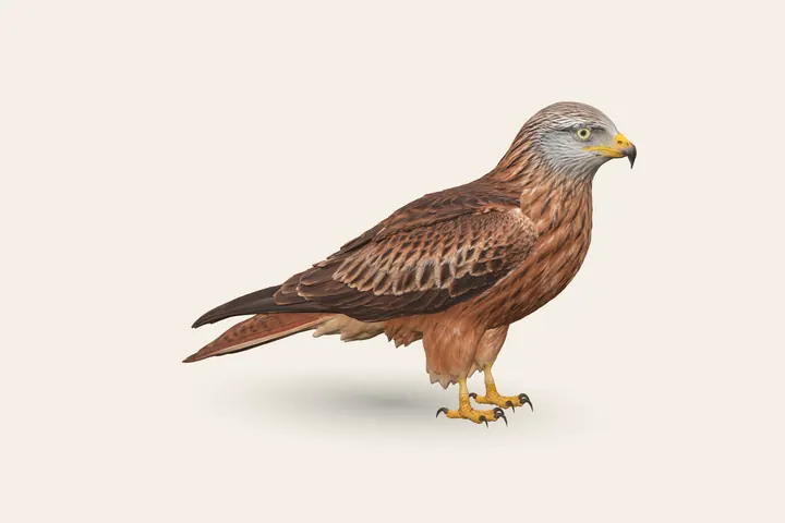 3D model of an adult Red Kite, 60–66 cm (23.5–26 in) long