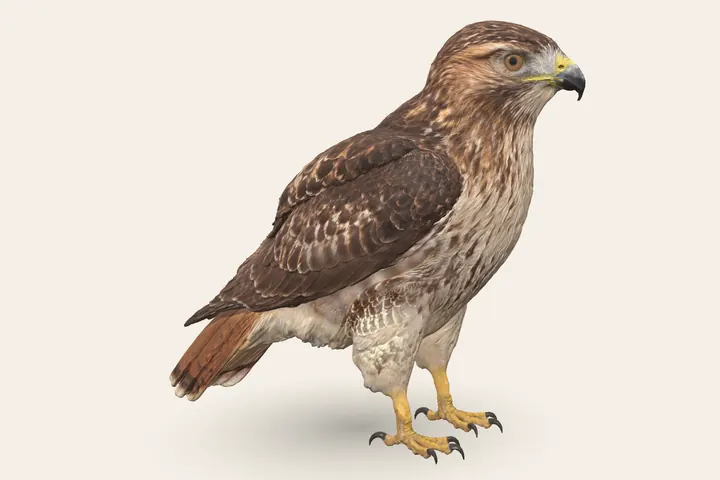 3D model of an adult Red-tailed Hawk, 17.5–25.5 in (45–65 cm) long