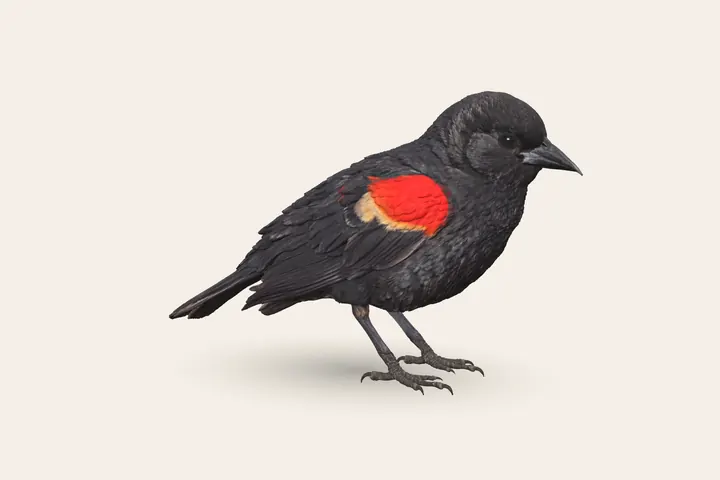 3D model of a Red-winged Blackbird (Adult male), 6.5–9 in (17–23 cm) long