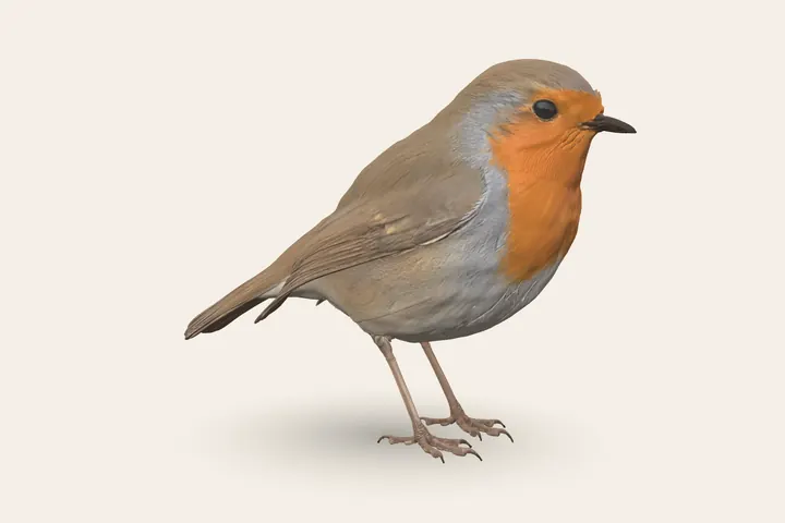 3D model of an adult European Robin, 12.5–14 cm (5–5.5 in) long