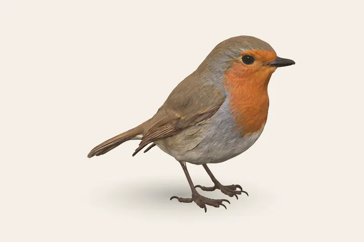 3D model of an adult European Robin, 12.5–14 cm (5–5.5 in) long