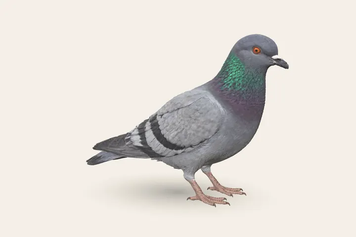 3D model of an adult Rock Dove, 29–37 cm (11.5–14.5 in) long