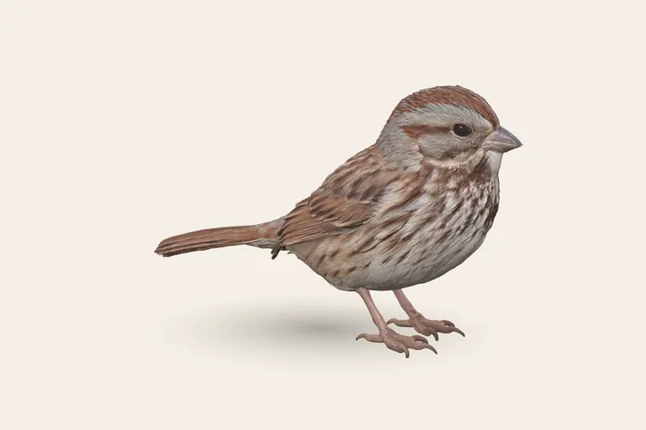 3D model of an adult Song Sparrow, 4.5–6.5 in (12–17 cm) long
