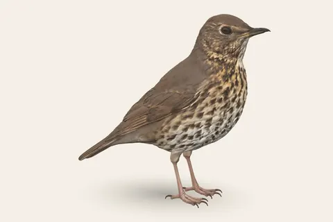 3D model of Song Thrush