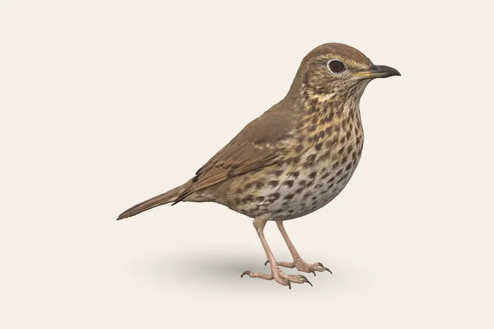 3D model of an adult Song Thrush, 20–23 cm (8–9 in) long