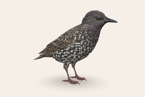 3D model of Starling