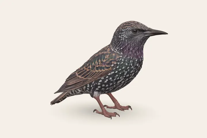 3D model of a Common Starling (Winter), 20.6–23.1 cm (8–9 in) long