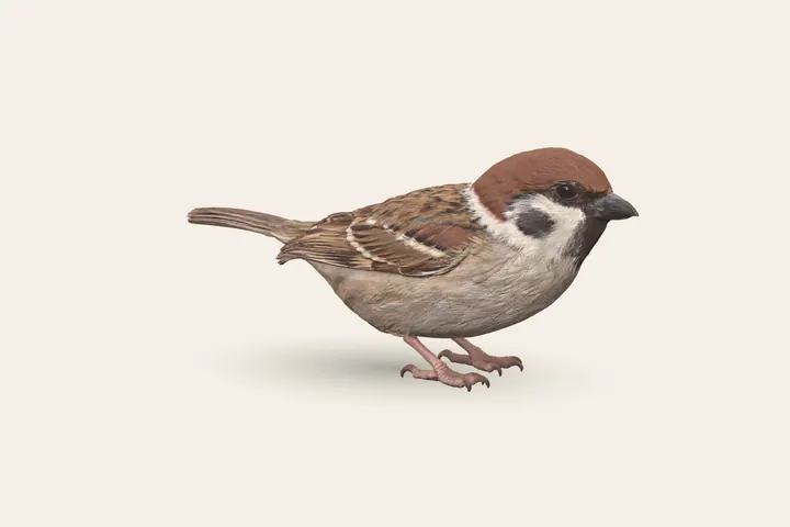 3D model of an adult Eurasian Tree Sparrow, 14–15 cm (5.5–6 in) long