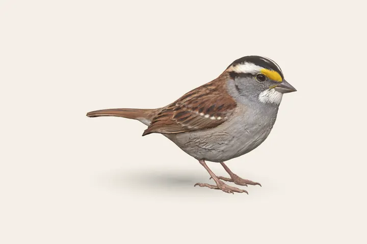 3D model of a White-throated Sparrow (White-striped), 6.5–7 in (16–18 cm) long