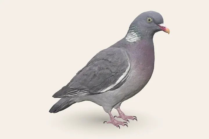 3D model of an adult Woodpigeon, 40–42 cm (15.5–16.5 in) long