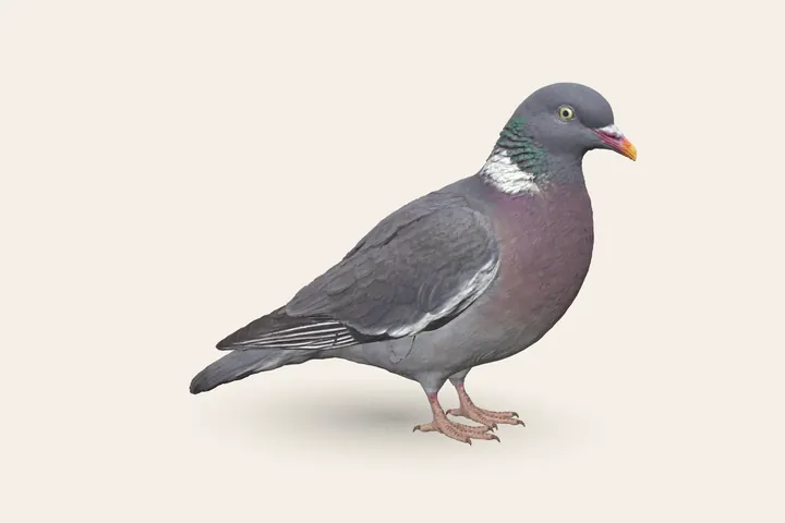3D model of an adult Woodpigeon, 40–42 cm (15.5–16.5 in) long