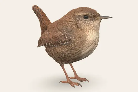 3D model of Wren