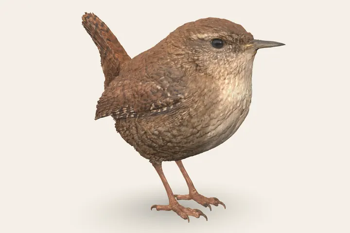3D model of an adult Eurasian Wren, 9–10 cm (3.5–4 in) long