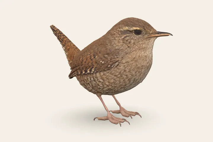 3D model of an adult Eurasian Wren, 9–10 cm (3.5–4 in) long